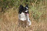 EPAGNEUL PAPILLON 185